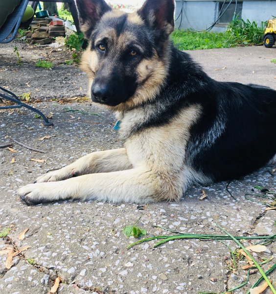 German Shepherd of Sugar Creek Farms