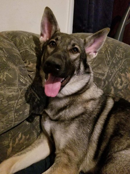 German Shepherd of Sugar Creek Farms