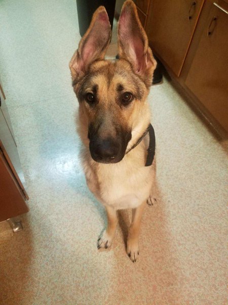 German Shepherd of Sugar Creek Farms