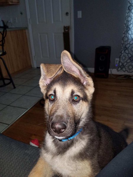 German Shepherd of Sugar Creek Farms