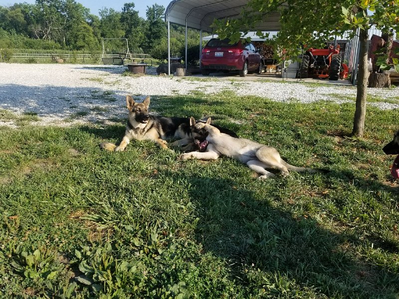 German Shepherds of Sugar Creek Farms