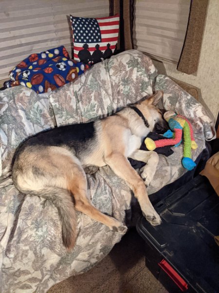 German Shepherd of Sugar Creek Farms