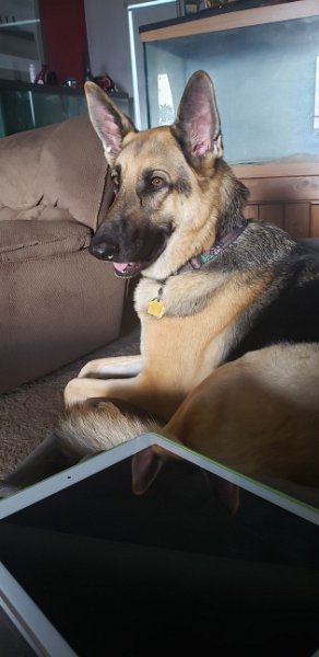 German Shepherd of Sugar Creek Farms