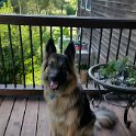 German Shepherd of Sugar Creek Farms