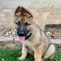 German Shepherd of Sugar Creek Farms