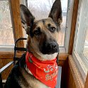 German Shepherd of Sugar Creek Farms