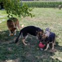 Hans Gretel & Tilly German Shepherds Tug-O-War