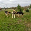 Hanzel Gretel & Tilly German Shepherds Tug-O-War