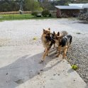 Hanzel Gretel & Tilly German Shepherds at play