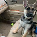 German Shepherd of Sugar Creek Farms