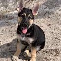 German Shepherd of Sugar Creek Farms