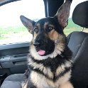 German Shepherd of Sugar Creek Farms