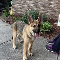 German Shepherd of Sugar Creek Farms