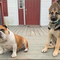 German Shepherd of Sugar Creek Farms with new friend