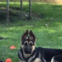 German Shepherd of Sugar Creek Farms