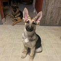 German Shepherd of Sugar Creek Farms