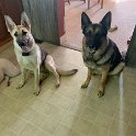 German Shepherds of Sugar Creek Farms