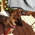 German Shepherd of Sugar Creek Farms