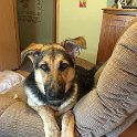 German Shepherd of Sugar Creek Farms