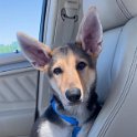 German Shepherd of Sugar Creek Farms