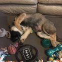 German Shepherd of Sugar Creek Farms