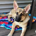 German Shepherd of Sugar Creek Farms