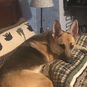 German Shepherd of Sugar Creek Farms