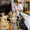 German Shepherds of Sugar Creek Farms treats for us