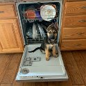 German Shepherd of Sugar Creek Farms