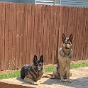 German Shepherds of Sugar Creek Farms