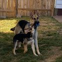 German Shepherds of Sugar Creek Farms