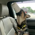 German Shepherd of Sugar Creek Farms