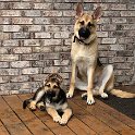 German Shepherds of Sugar Creek Farms