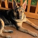 German Shepherd of Sugar Creek Farms