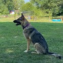 German Shepherd of Sugar Creek Farms