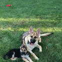 German Shepherds of Sugar Creek Farms