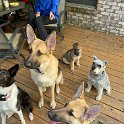 German Shepherds of Sugar Creek Farms & friends