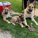 German Shepherds of Sugar Creek Farms