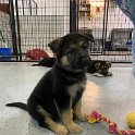 German Shepherd of Sugar Creek Farms