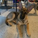 German Shepherd of Sugar Creek Farms