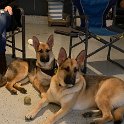 German Shepherds of Sugar Creek Farms