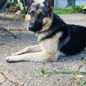 German Shepherd of Sugar Creek Farms