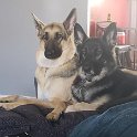 German Shepherds of Sugar Creek Farms