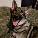 German Shepherd of Sugar Creek Farms