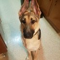 German Shepherd of Sugar Creek Farms