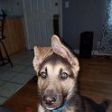 German Shepherd of Sugar Creek Farms