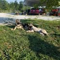 German Shepherds of Sugar Creek Farms