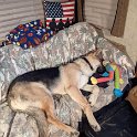 German Shepherd of Sugar Creek Farms