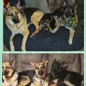 German Shepherds of Sugar Creek Farms