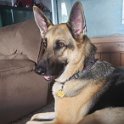 German Shepherd of Sugar Creek Farms